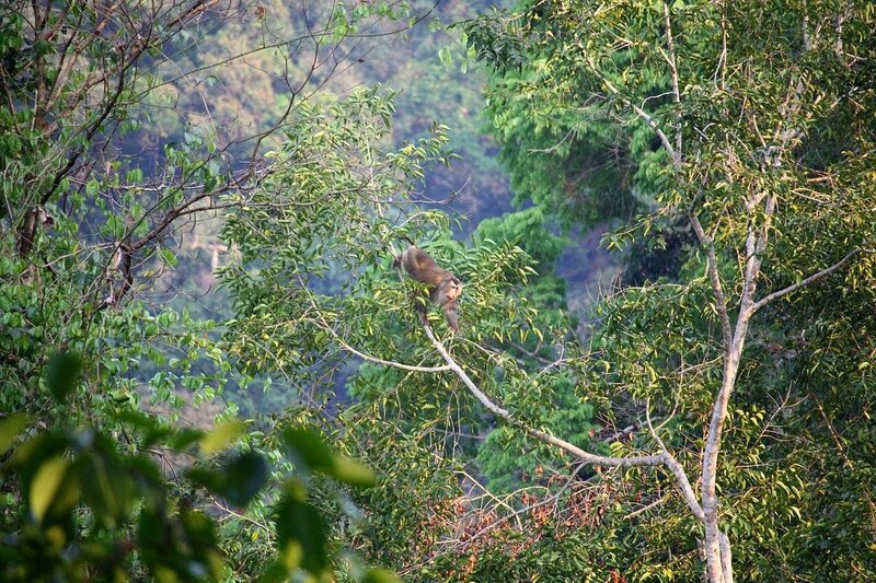 animales en gibbon experience