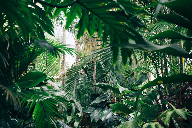 naturaleza en gibbon experience