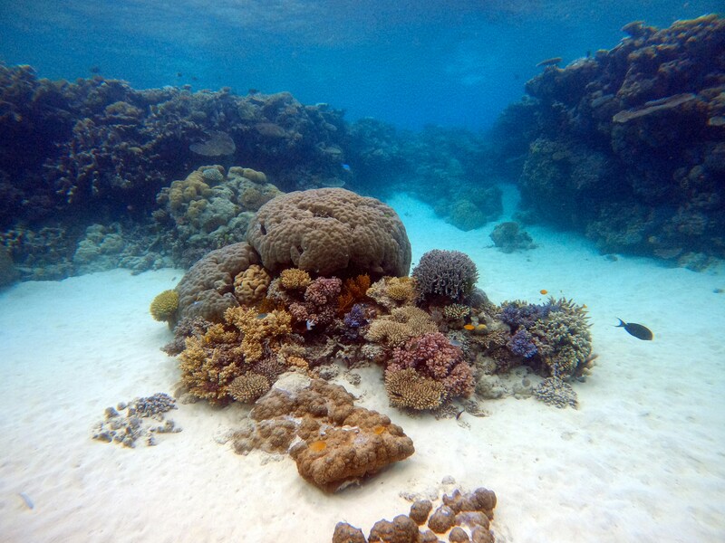 coral reefs of gul of thailand