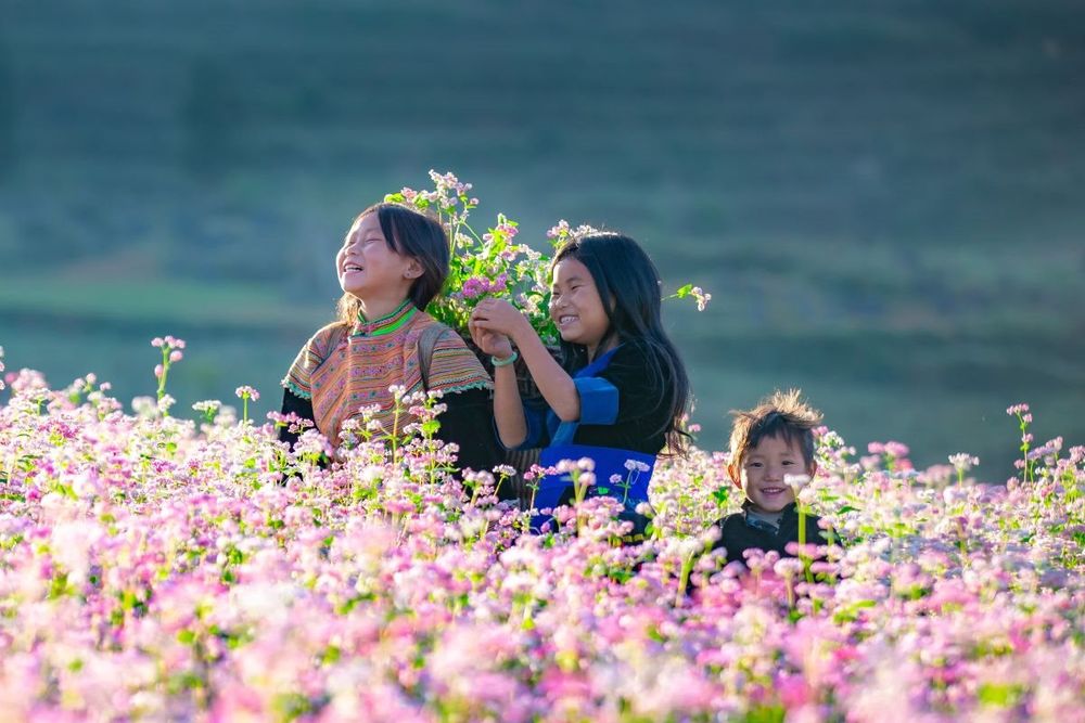 ha giang en temporada de flores