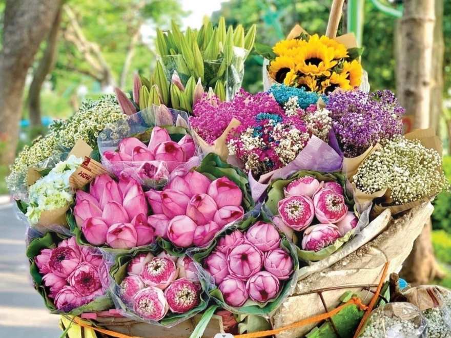Vibrant blooming lotus flowers at West Lake Hanoi during the peak season in June.