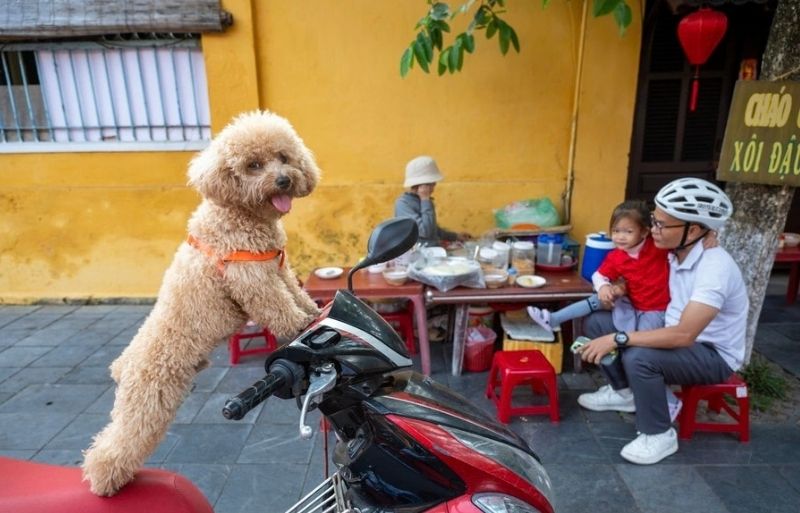 Mornings in Hanoi's Old Quarter capture the bustling rhythm of the capital.
