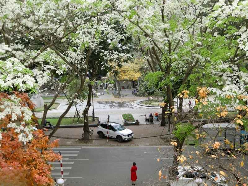 White Sữa flowers blooming on Phan Dinh Phung Street in Hanoi in March