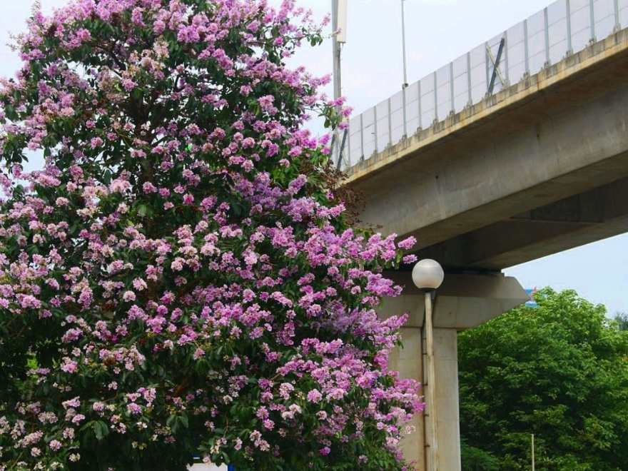 The crape myrtle flower has a gentle purple hue.