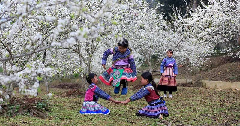 plum garden in bac ha