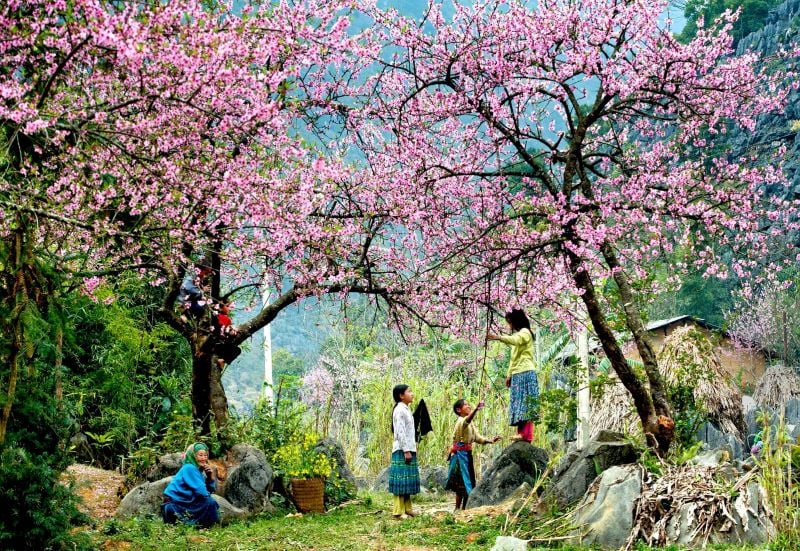 The Hmong in Moc Chau, Son La in spring