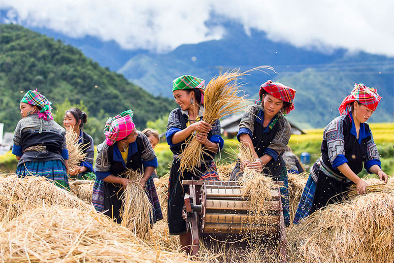 Hmong women work in the rice fields of Mu Cang Chai.