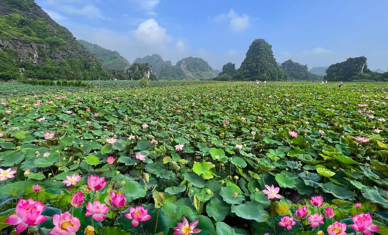 The Lotus Season of Hoa Lu, Ninh Binh