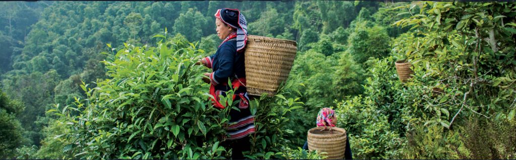 Tea picking activity