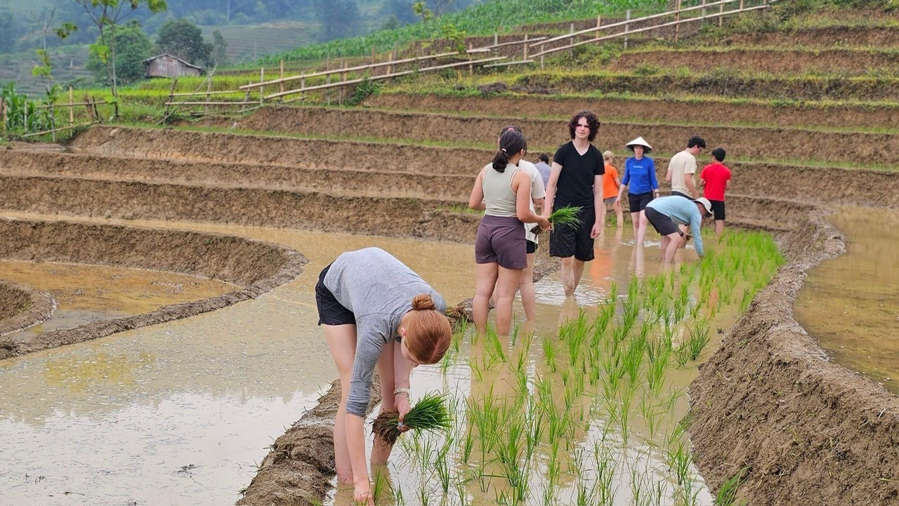 Tourists participate in rice planting activities