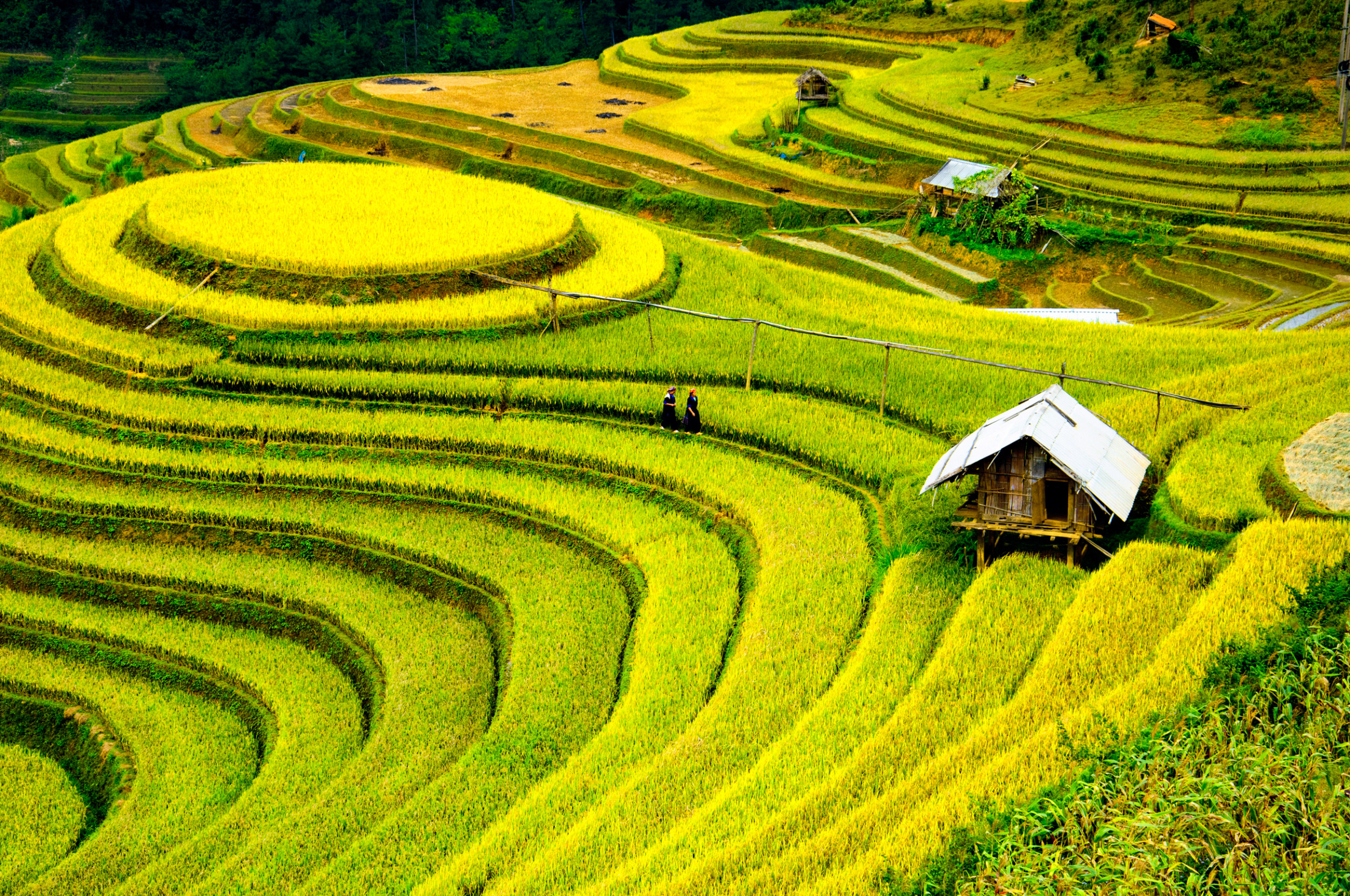 Hoang Su Phi and its Sky Mirrors during the Harvest Season