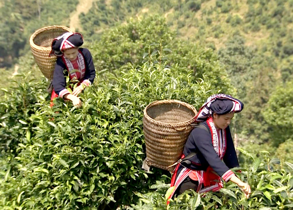 locals in hoang su phi picking the tea leaves