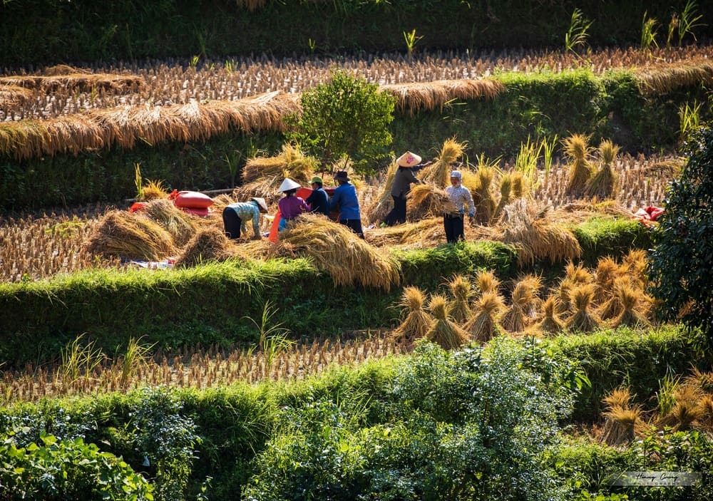 hoang su phi