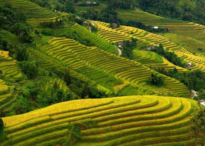 Hoang Su Phi is full of golden colors during the rice harvest season.