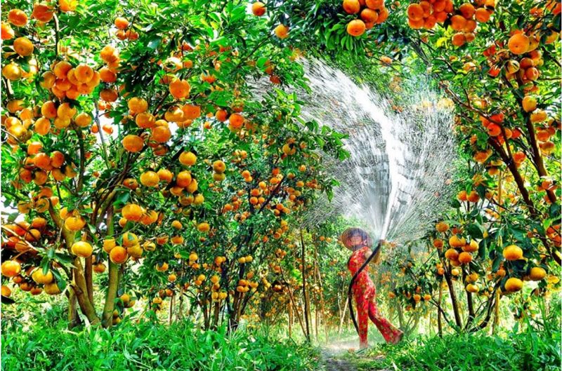 huerto de naranja en mekong