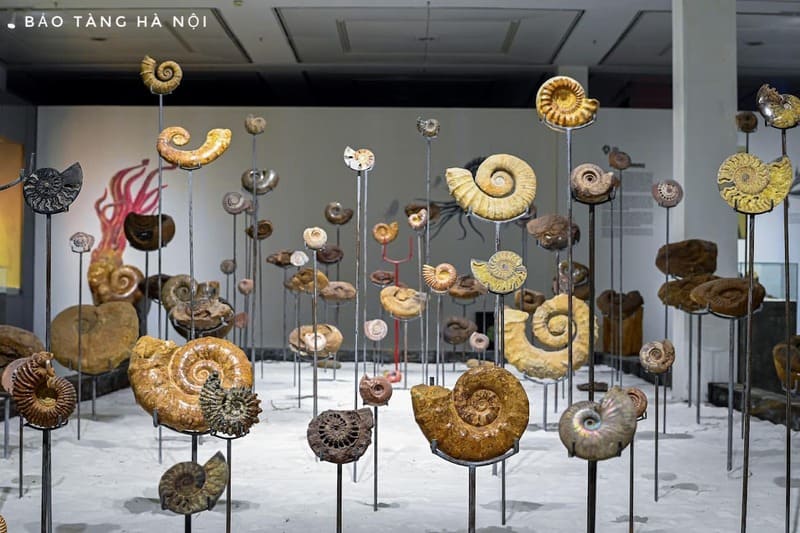 Precious collection of antique nautiluses