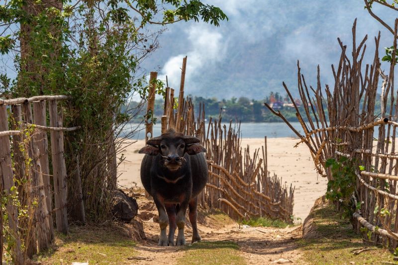 Encounter with nature in Don Daeng