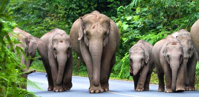 Elephants in Khao Yai National Park