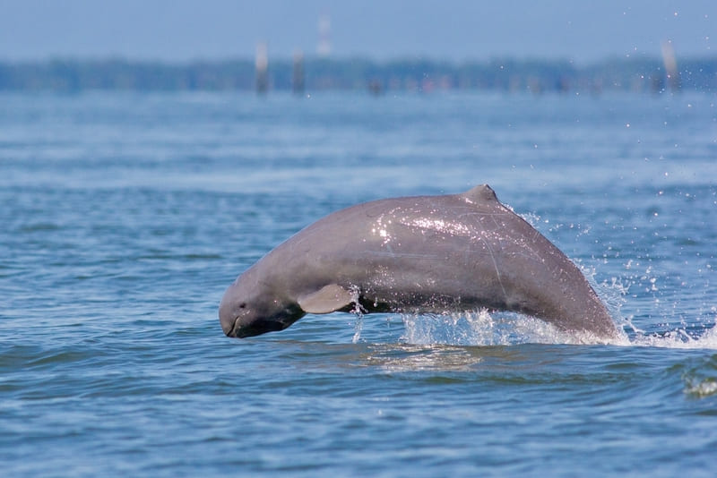 Kratie is home to the rare and precious Irrawaddy freshwater dolphin species
