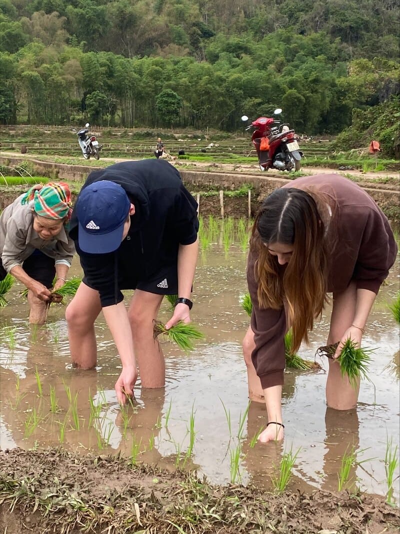 Our travelers are planting rice (at the beginning of March 2024)