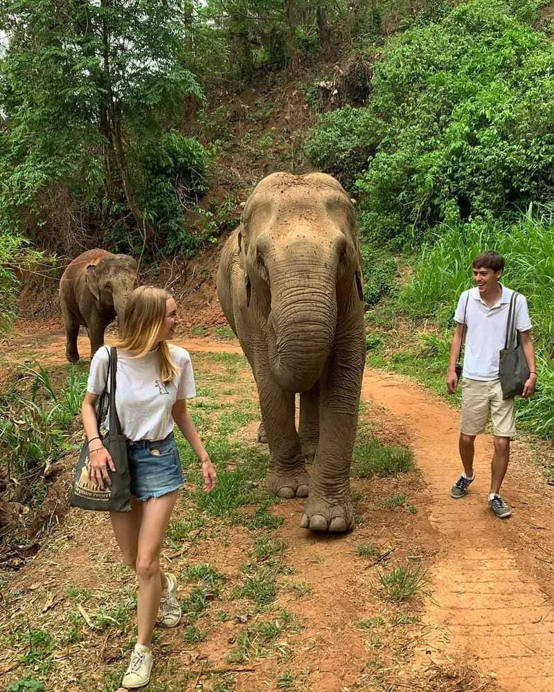 Walking with elephants through jungles