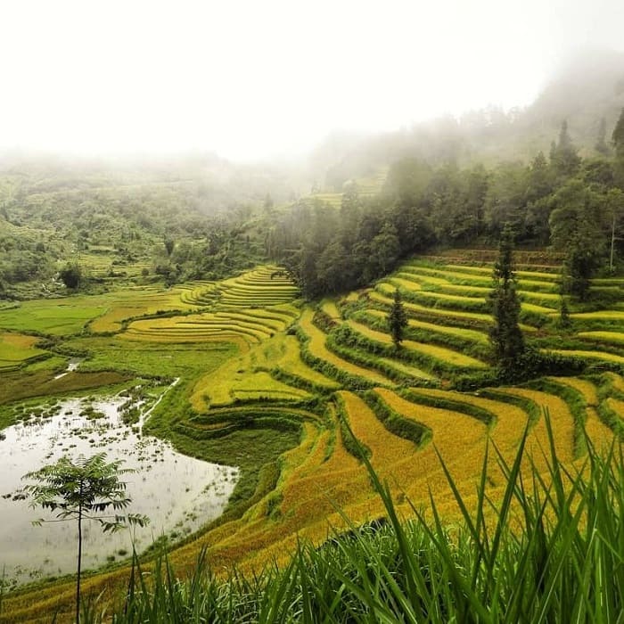 The landscapes of the Sapa Bac Ha region are distinguished by their iconic rice terraces