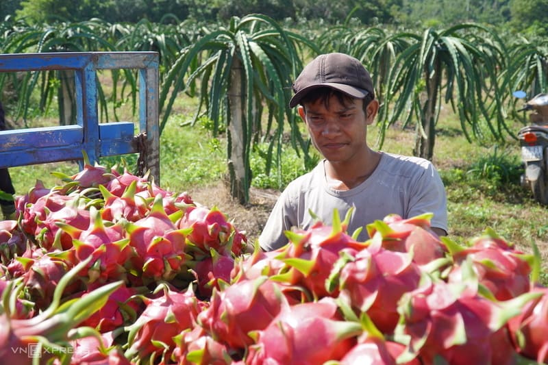 Dragon Fruit