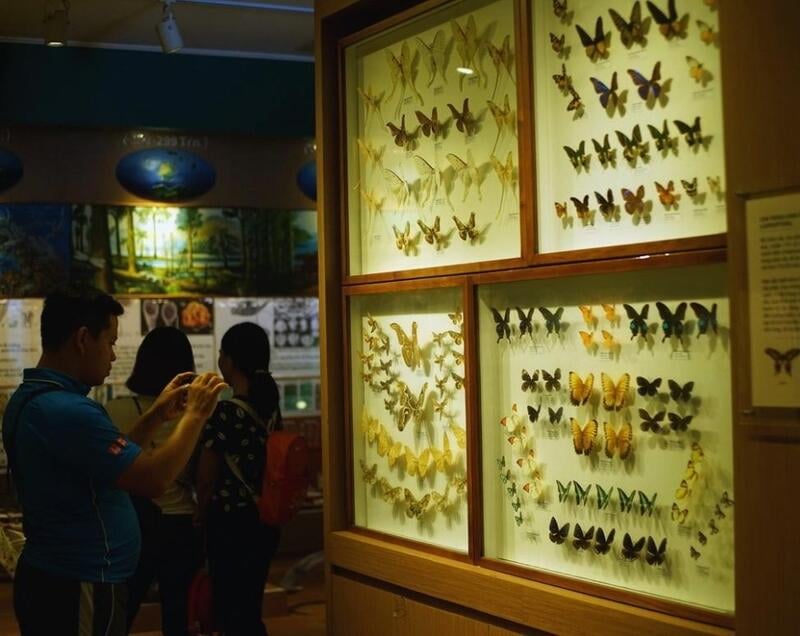 The Vietnam Museum of Nature summarizes the history of life and nature in Vietnam over millions of years