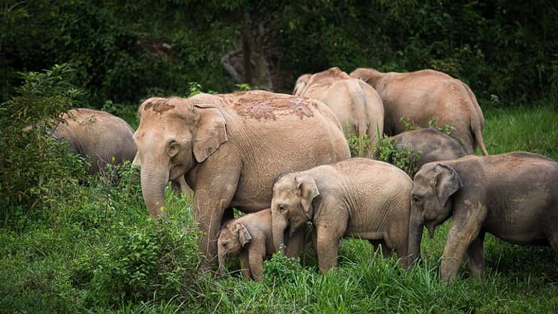 Wild elephants in Kui Buri National Park