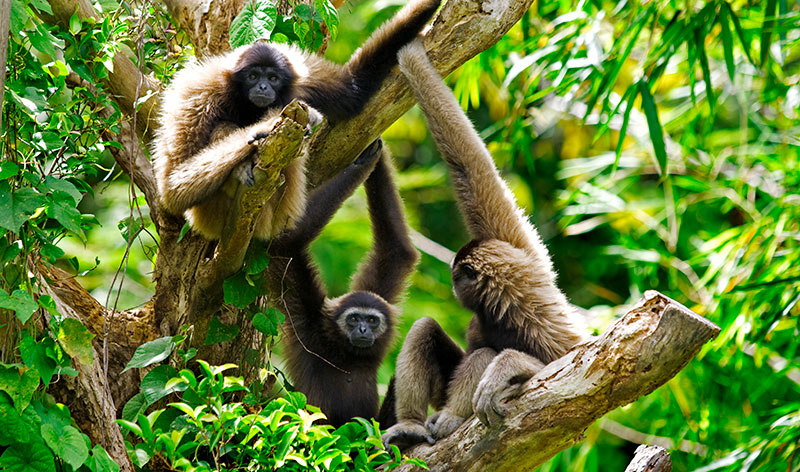 Gibbon monkeys in Ratanakiri