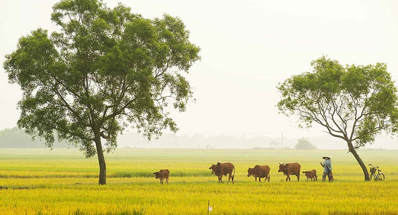 Vietnam countryside