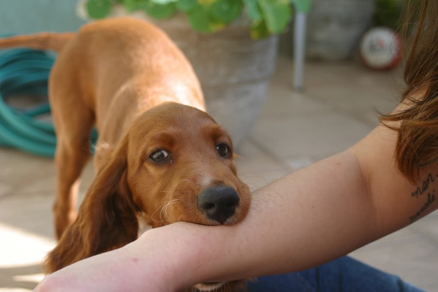 Avoid them, or get a rabies vaccination immediately if bitten by a dog