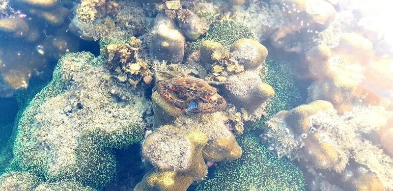 snorkel en koh ta kiev
