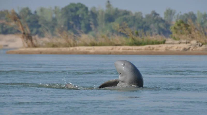 Endangered Irrawaddy dolphins 