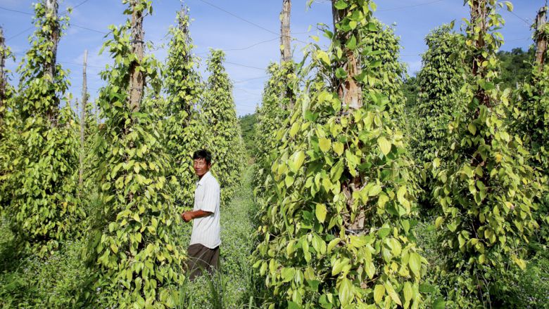 plantacion de pimienta en kampot