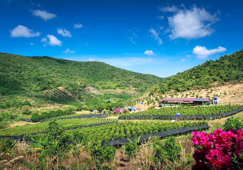 Pepper plantation in Kampot