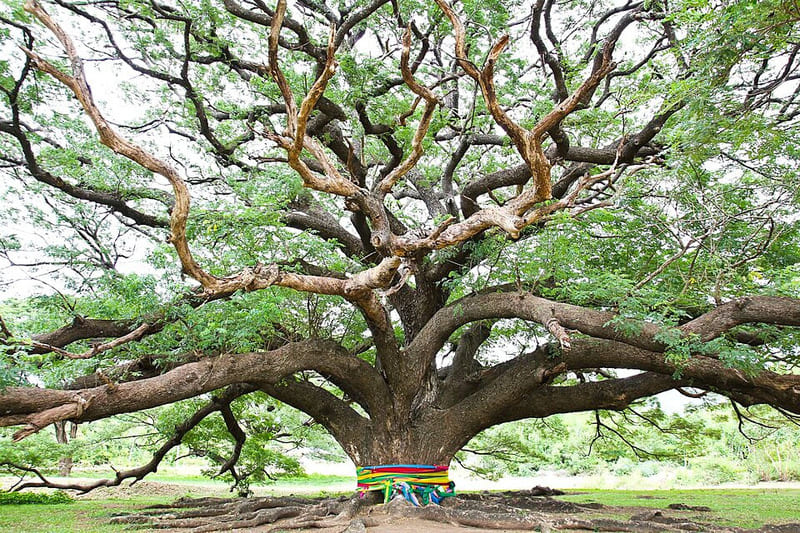 The Giant Rain Tree in Kanchanaburi