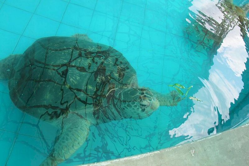 Centro de conservación de tortugas marinas en Khao Lak
