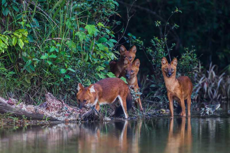 dholes in Khao Yai National Park