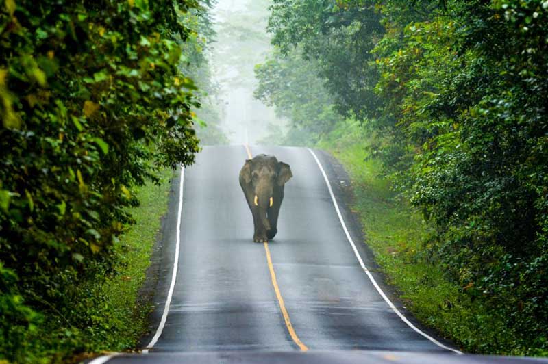 khao yai national park