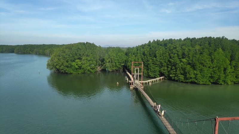 bosque de manglares en koh kong