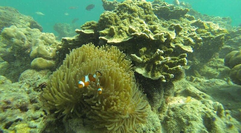 corales en koh phi phi