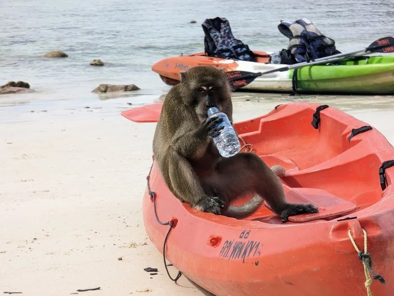 monkey beach en koh phi phi