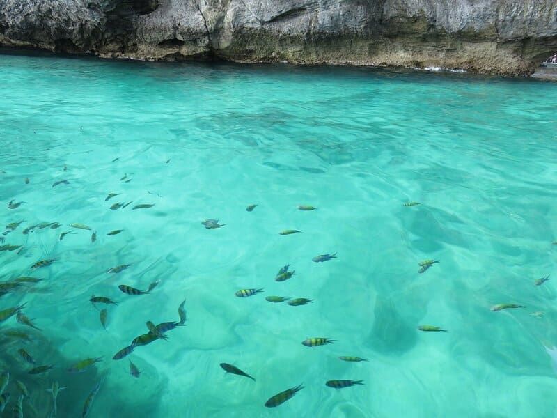 peces en koh phi phi