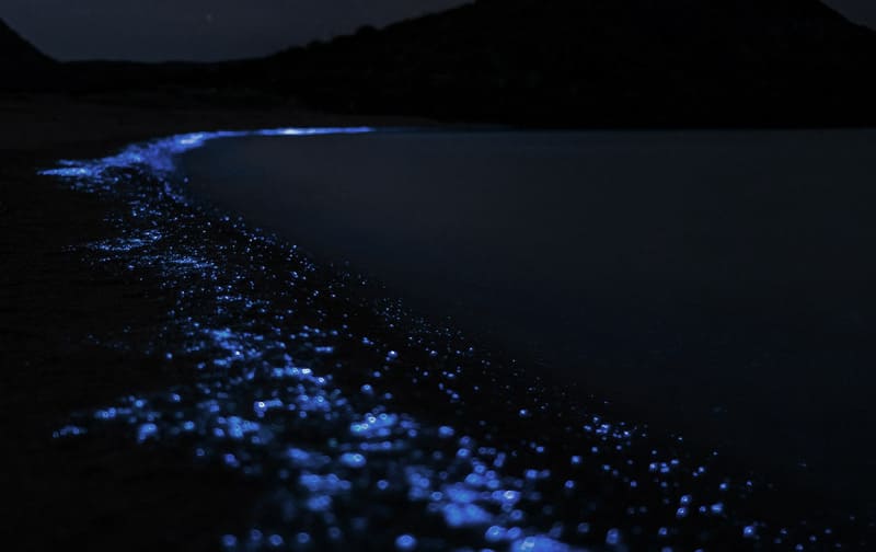 koh rong o koh rong samloem - planction bioluminiscente