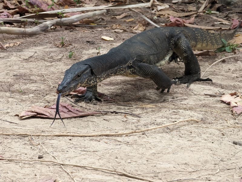 During the hike, we'll see wild animals, such as this lizard