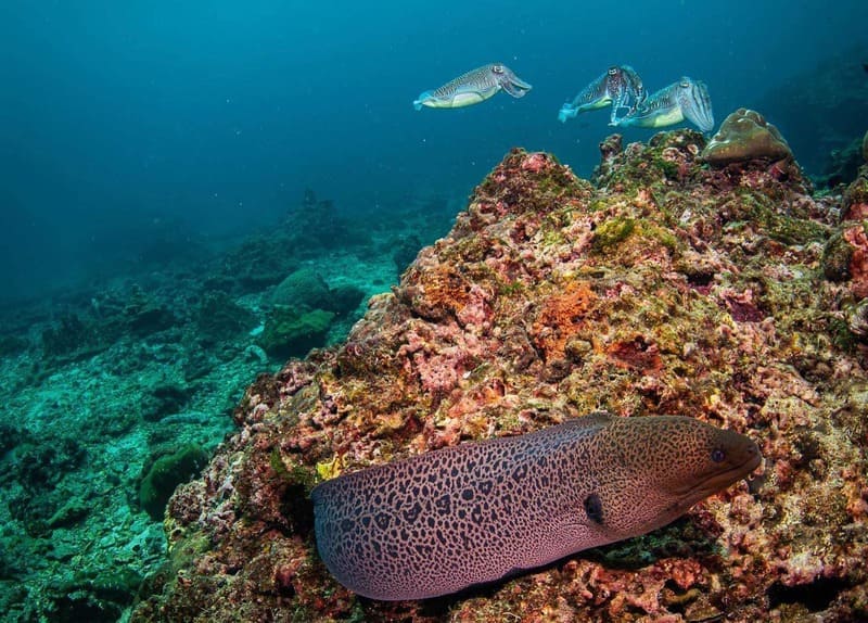 In Koh Lanta, the seabed rich in biodiversity offers a paradise for snorkeling and diving excursions