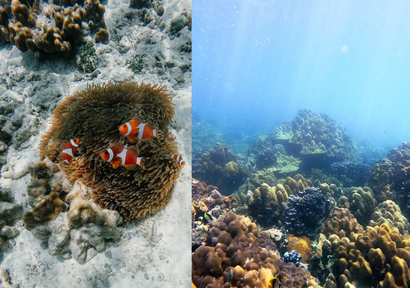 snorkeling in Koh Lipe