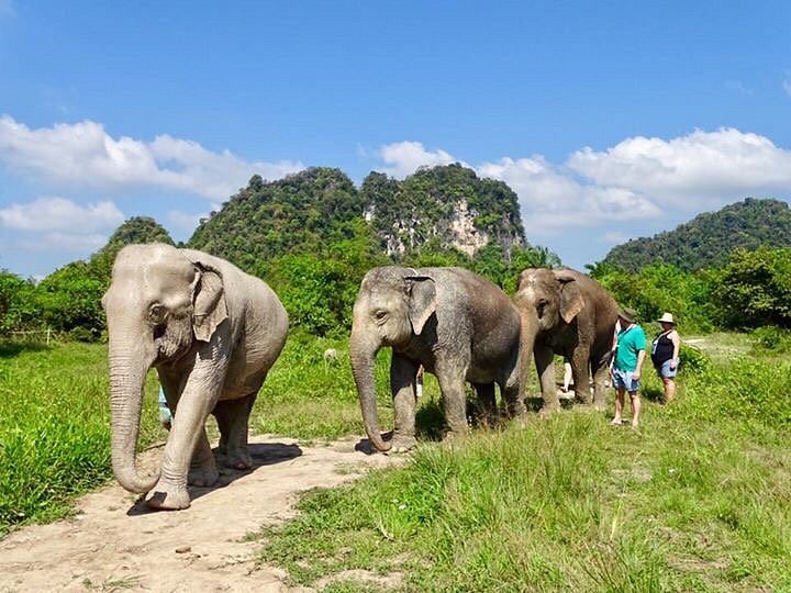 Walking with elephants