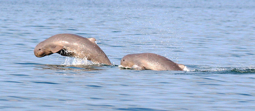 Kratie dolphins